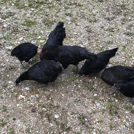 Beim-hofbauer 아파트 티트모닝